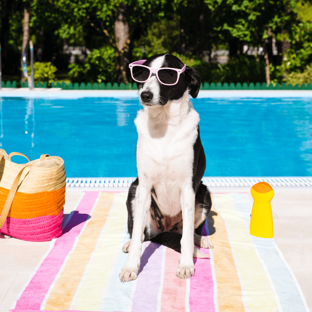 8 Unique Dog Pool Party Ideas My Amusing Adventures