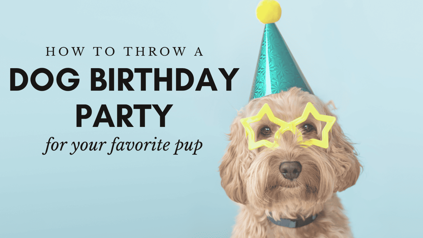 how to throw a dog birthday party for your favorite pup with these dog birthday party ideas
