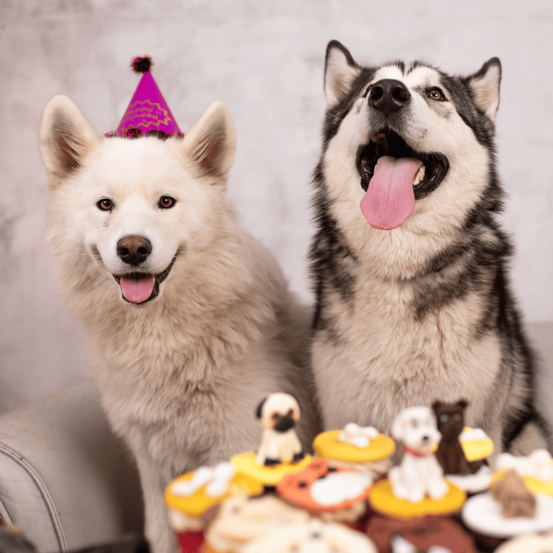 puppies infront of a dog cake